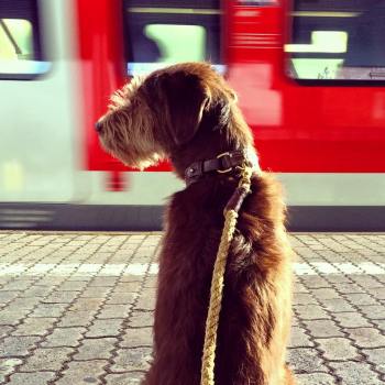 Hund vor der S-Bahn